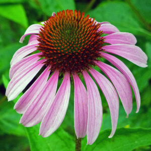 Echinacea, includes two tickets